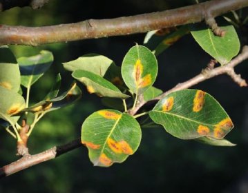 Fungicides